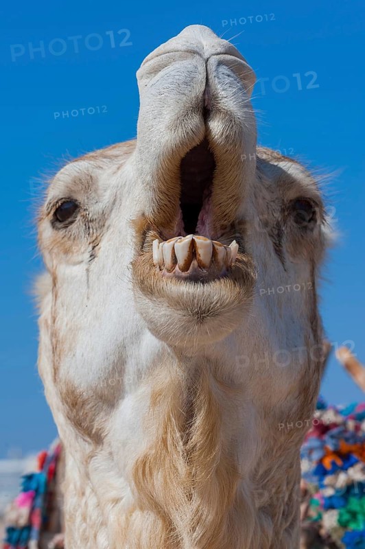 Dromedary (Camelus dromedarius), Arabian camel in head portrait, head, animal, farm animal, teeth, bad teeth, tooth, detail, funny, gag, humour, looks, fun, facial expression, jaw, laughs, laughing, beast of burden, oral hygiene, bad breath, Morocco