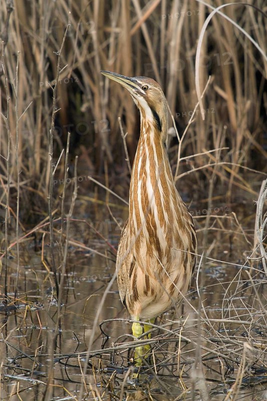 American Bittern in freshwater marsh, Yolo County California