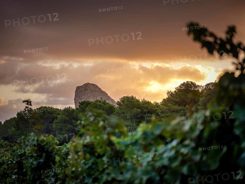 A stunning view of a vineyard in Mallorca at sunset, with lush green vines in the foreground and a rocky mountain peak emerging from dense trees under a dramatic sky