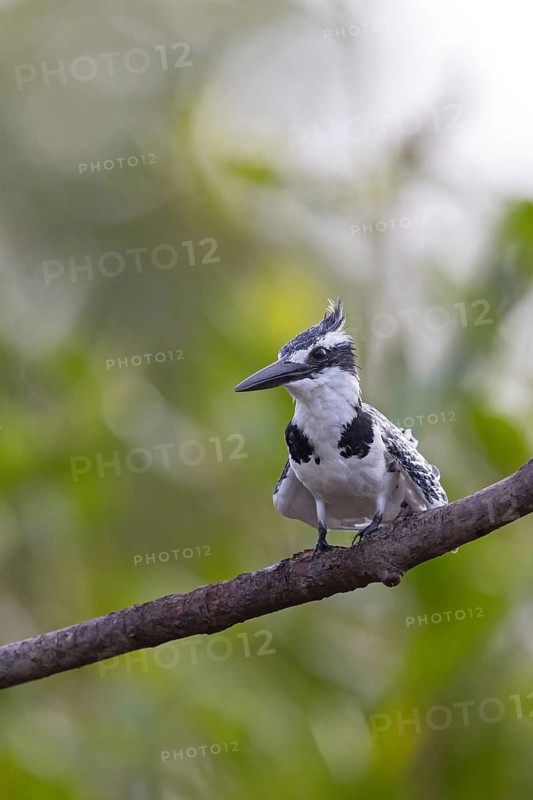 Pied kingfisher (Ceryle rudis), Alcyon pie, MartÌn Pescador PÌo, Marakissa River Camp Marakissa, South Bank, Gambia