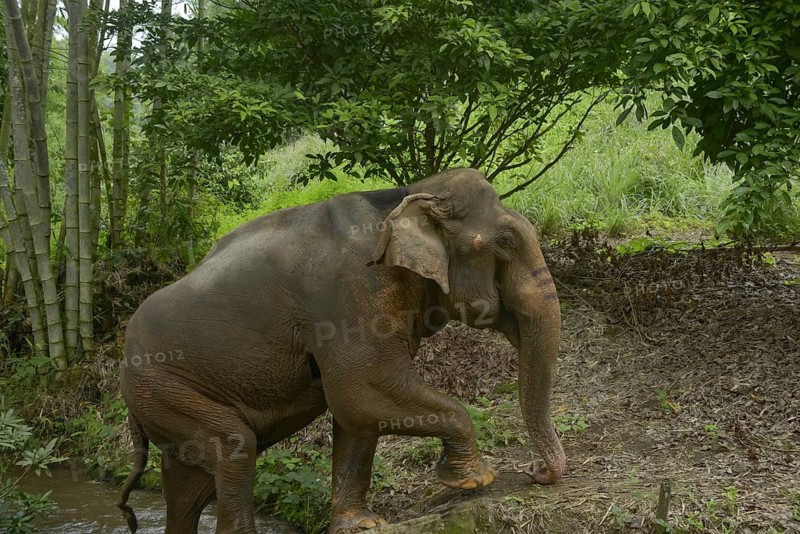 Asian elephant gracefully navigates a lush jungle in Thailand. Surrounded by bamboo and verdant foliage, highlighting its natural habitat and majestic presence