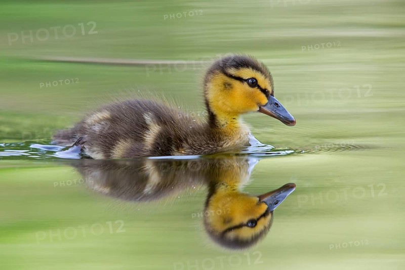 Mallard, chick, juvenile, baby duck, swims in the water, sideways, (Anas platyrhynchos), female, Canard colvert, Azulón, Rosensteinpark, Stuttgart, Baden-Württemberg, Federal Republic of Germany