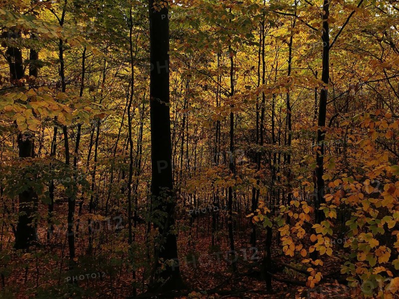 Dark, dense autumn forest with beech trees (fagus) with bright yellow leaves, Franconian Forest nature park Park