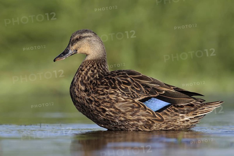 Mottled Duck (Anas fulvigula), Florida, USA