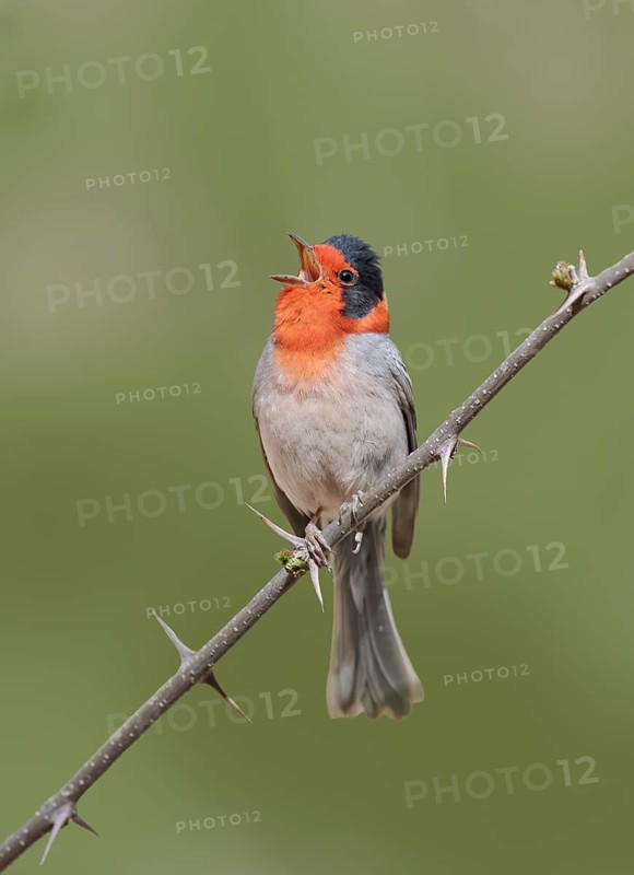 Red-faced Warbler (Cardellina rubrifrons) singing from a branch, Arizona, USA