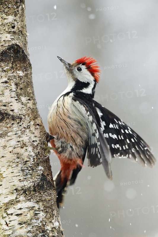 Middle Spotted Woodpecker (Dendrocoptes medius), Rhineland-Palatinate, Germany