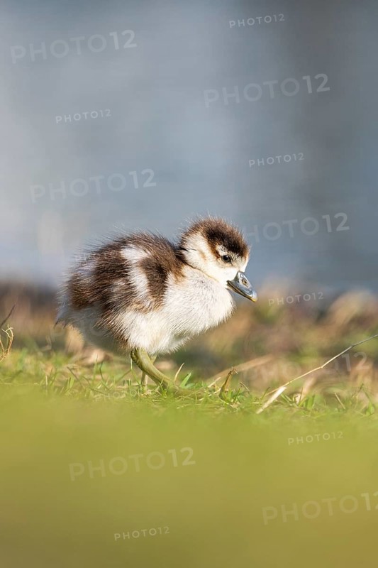 Egyptian goose (Alopochen aegyptiaca) cute chick on a meadow at the shore of a lake, Bavaria, Germany