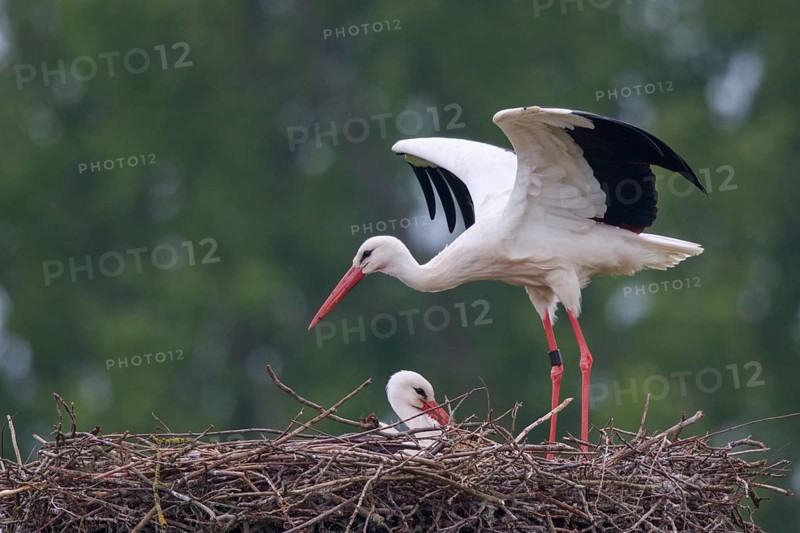 White Stork (Ciconia ciconia) pair at nest, North Rhine-Westphalia, Germany