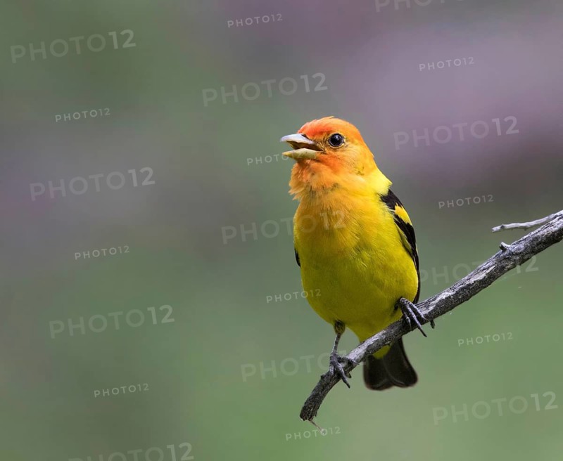 A male Western Tanager, Piranga ludoviciana, - perched in the woods at Cypress Hills Interprovincial Park, Saskatchewan