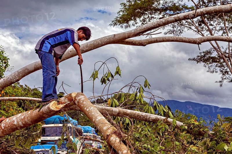 A man stands on a felled tree and saws off branches, under cloudy sky, blocked Yungas road and demonstration in the rainforest of Bolivia