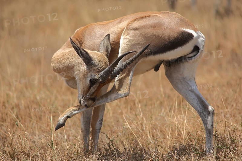 Male Thomson's gazelle (Gazella thomsonii) grooming, Ngorongoro Crater, Serengeti, Tanzania, East Africa