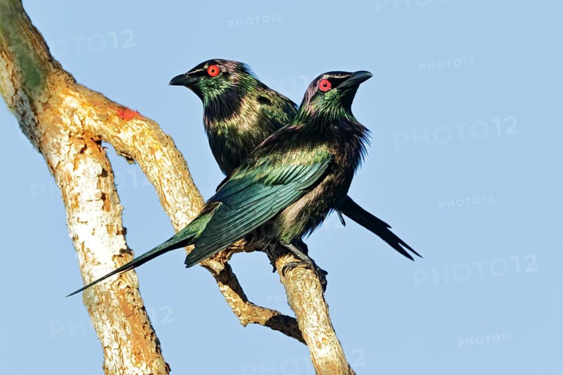 Metallic Starling (Aplonis metallica), Queensland, Australia