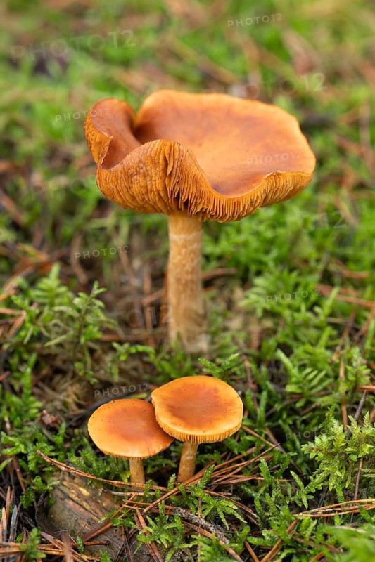 Freckle-gilled gymnopilus (Gymnopilus penetrans) fruiting body, lamellar fungus, low depth of focus, Lower Saxony, Germany