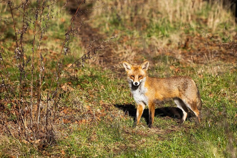 Young red fox (Vulpes vulpes) on the grounds of the Freie Universität Berlin, Dahlem, Zehlendorf, Berlin, Germany