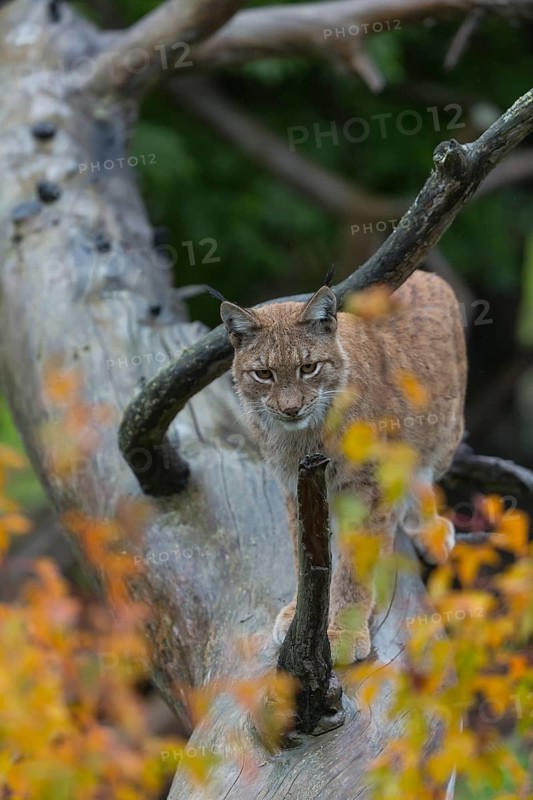 One Eurasian lynx, (Lynx lynx), walking on fallen dead tree with a green natural background and autumnal leaves in the foreground