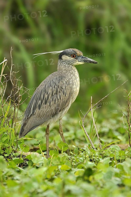 Yellow-crowned Night Heron (Nyctanassa violacea), Texas, USA