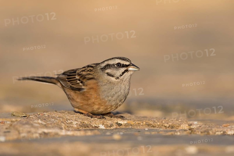 Rock Bunting -Zippammer - Emberiza cia ssp. cia, Spain, adult male