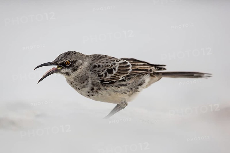 Hood Mockingbird (Mimus macdonaldi), Galapagos, Ecuador
