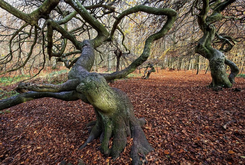 Süntelbuchen (Fagus sylvatica), cripple beeches, Hexenwald, Semper Forest Park, near Lietzow, Rügen, Mecklenburg-Western Pomerania, Germany