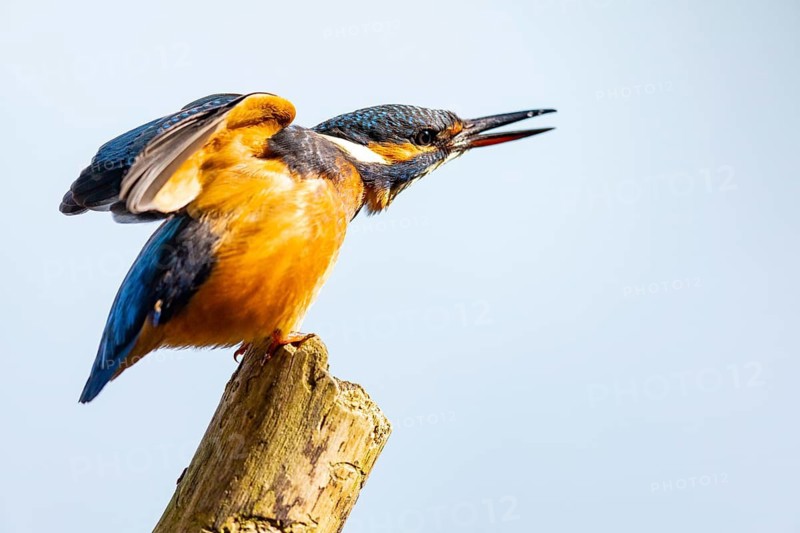 Kingfisher (Alcedo atthis) wbl Germany