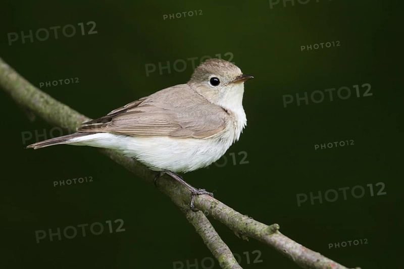 Red-breasted Flycatcher (Ficedula parva) juvenile, Hungary
