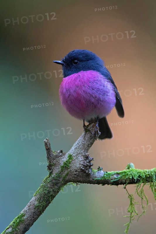 Pink Robin (Petroica rodinogaster) male perched on a mossy branch, Victoria, Australia