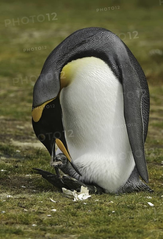 King Penguin (Aptenodytes patagonicus), Falkland Islands