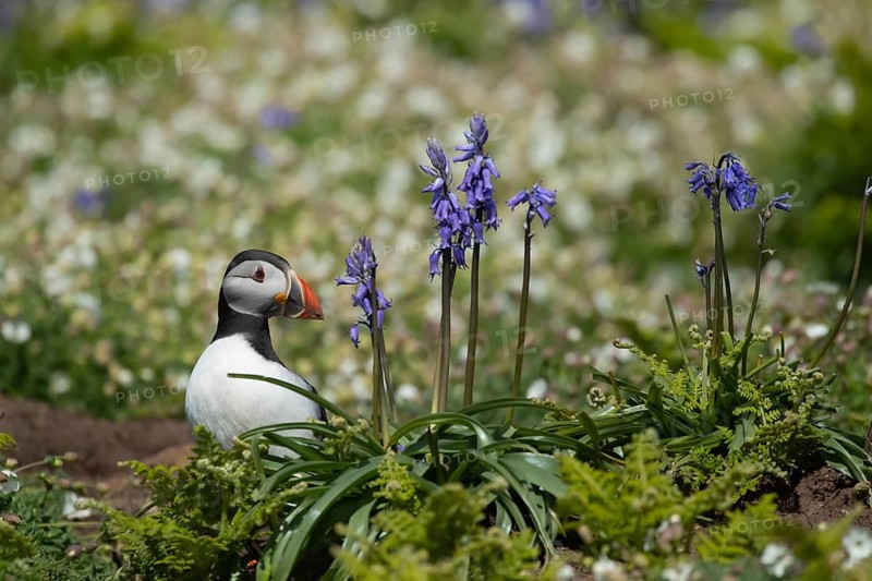 Atlantic puffin (Fratercula arctica) adult auk seabird bird amongst flowering Sea campion and Bluebell flowers in summer, Skomer island, Wales, United Kingdom