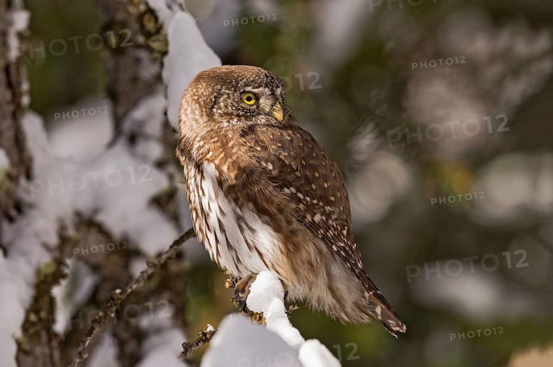 Eurasian Pygmy Owl (Glaucidium passerinum) perched on a snowy branch, Aosta Valley, Italy