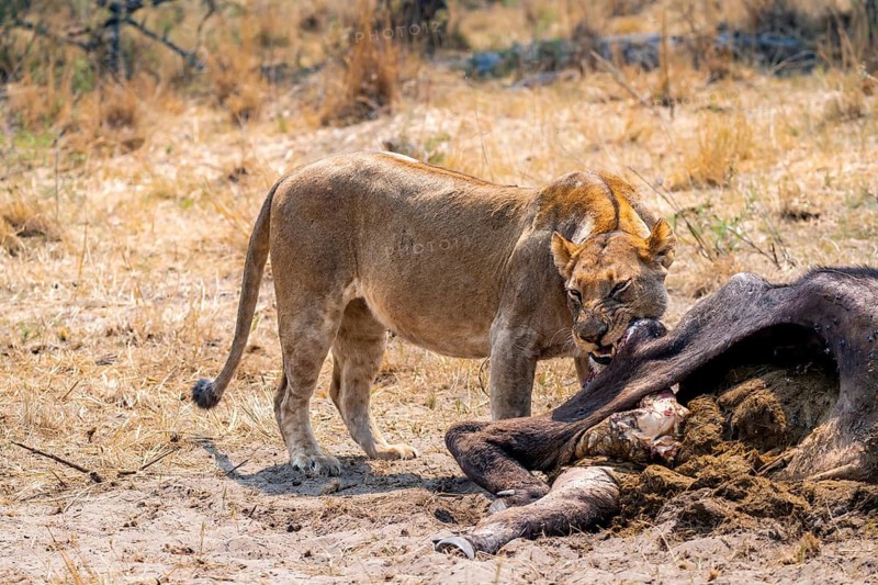 Lioness (Panthera leo) feeding on the carcass of a dead Cape buffalo, Moremi Game Reserve, Botswana