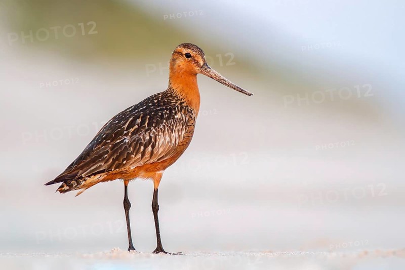 Bar-tailed Godwit (Limosa lapponica) male foraging, Poland