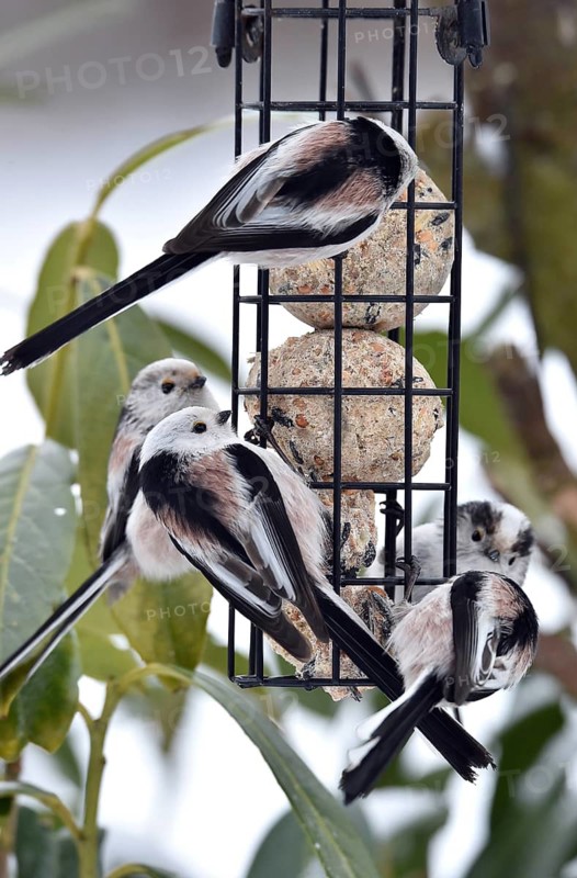 Long-tailed tits (Aegithalos caudatus) eating tit dumplings in winter, Schleswig-Holstein, Germany