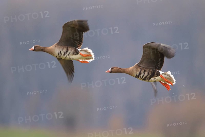 Greater White-fronted Goose (Anser albifrons) flying, North Rhine-Westphalia, Germany