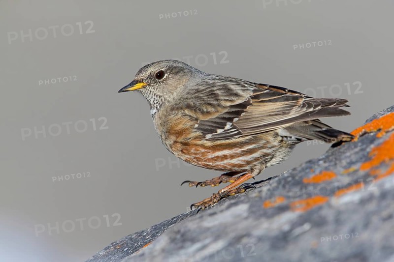 Alpenbraunelle, Alpine Accentor, Prunella collaris, Accenteur alpin, Acentor Alpino