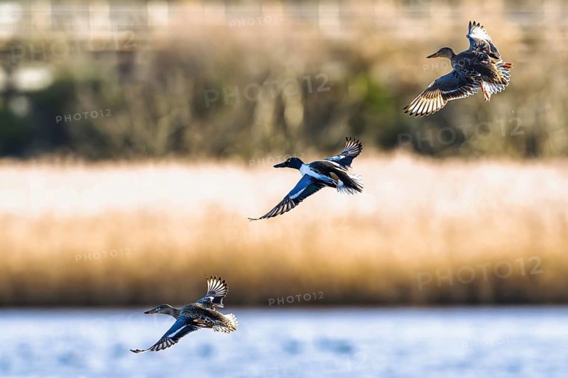 Northern Shoveler, Spatula clypeata, birds in flight over marshes