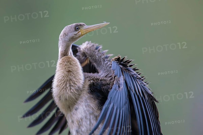 Australasian Darter (Anhinga novaehollandiae) Weibchen, Victoria, Australia
