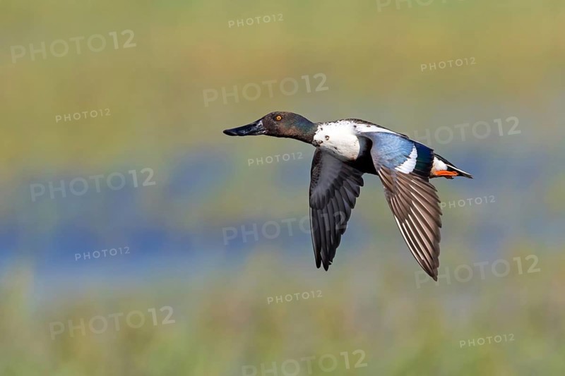 Shoveler, (Anas clypeata), flight photo, animals, birds, ducks, duck family, male, drake, Lake Neusiedl, Illmitz, Burgenland, Austria
