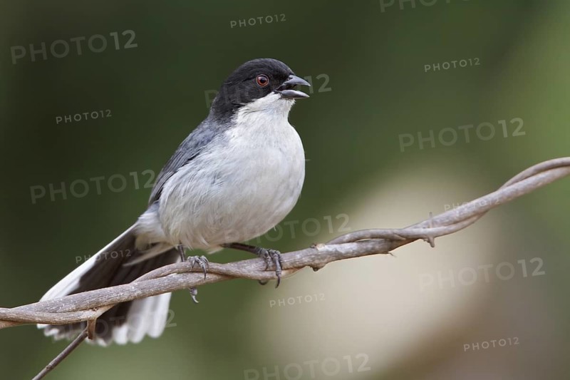 Black-capped Warbling-Finch (Poospiza melanoleuca) perched on a branch in Bolivia, South America