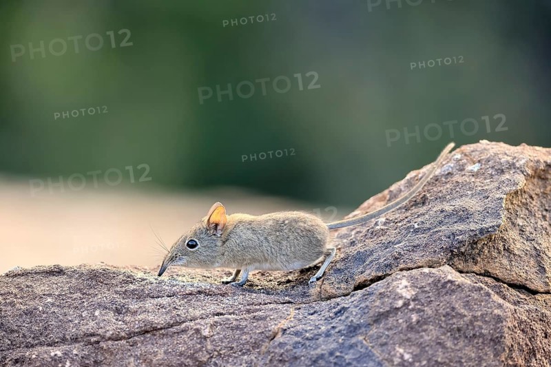 Short-eared Trunked Shrew (Macroscelides probosideus), Short-eared Elephant Shrew, Short-eared Trunked Shrew, adult, foraging, alert, Mountain Zebra National Park, Eastern Cape, South Africa