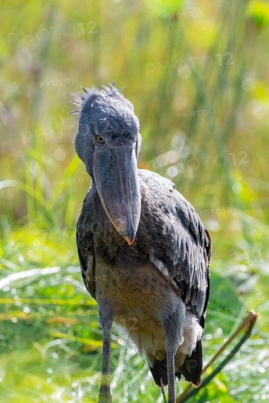 Shoebill (Balaeniceps rex), juvenile, swamps of Mabamba, Lake Victoria, Uganda