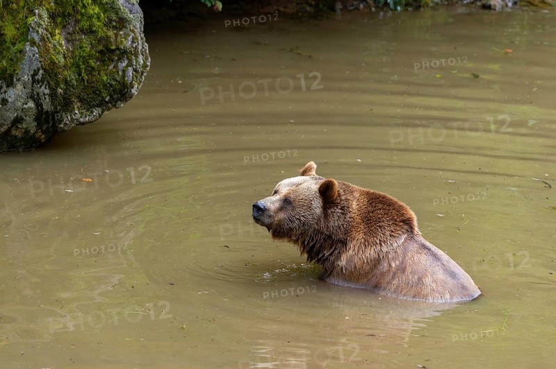 Eurasian brown bear (Ursus arctos arctos) in a little lake, Bavarian Forest, Bavaria, Germany