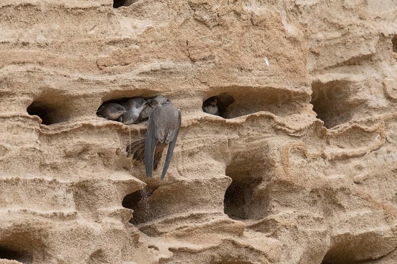 Sand martin (Riparia riparia) nesting in a sand pit Sand excavation and feeding chicks in a nest in a sandy rock face, Osnabrücker Land, Lower Saxony, Germany