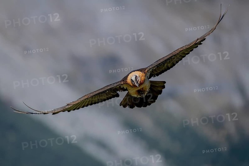 Bearded vulture (Gypeatus barbatus), in flight, Pyrenees, Spain