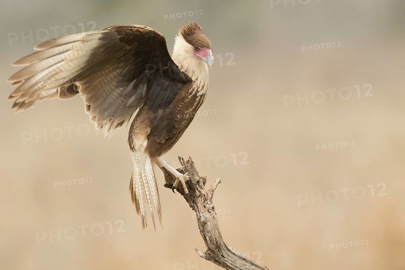 Northern Crested Caracara (Caracara cheriway) juvenile, Texas, USA