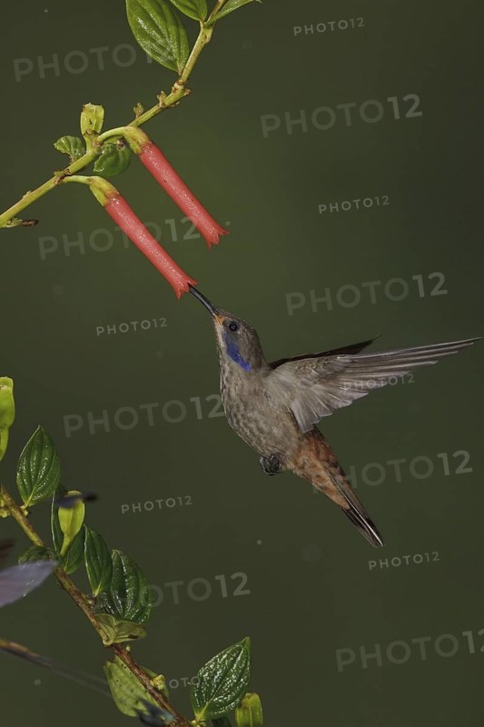 Brown Violetear (Colibri delphinae), Ecuador