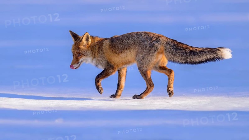 Red fox (Vulpes vulpes), foraging in a meadow covered with snow, Swabian Alb biosphere reserve, Baden-Württemberg, Germany