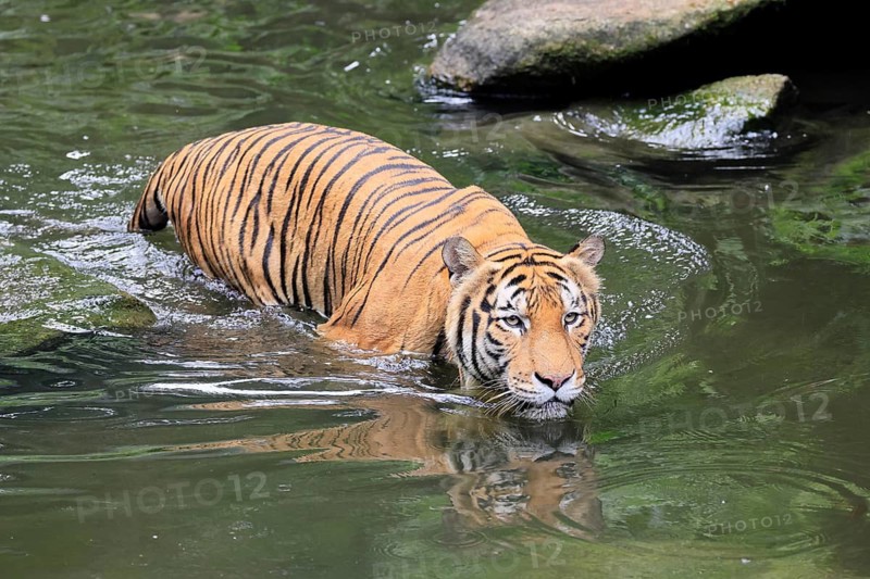 Malaysia tiger (Panthera tigris jacksoni), adult, in water, alert, Malaysia, Southeast Asia