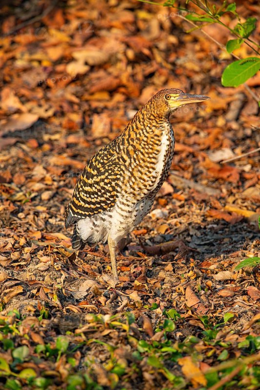 Rufescent tiger heron (Tigrisoma lineatum) Pantanal Brazil