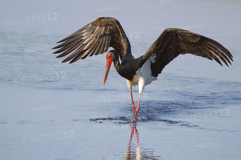 Black Stork (Ciconia nigra) foraging, Greece