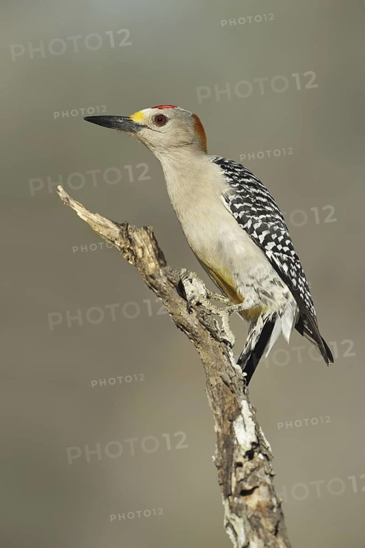 Golden-fronted Woodpecker (Melanerpes aurifrons), Texas, USA